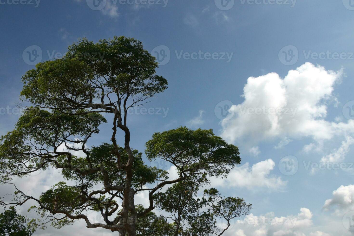 Bright green trees in the forest. photo