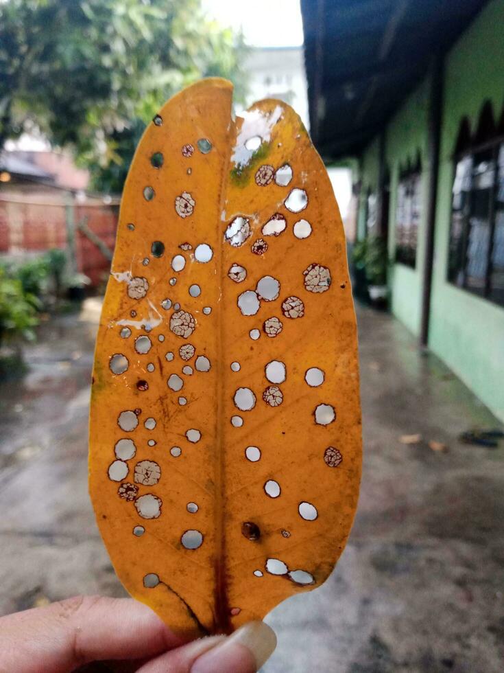 Yellow guava leaves with lots of holes in a very aesthetic style photo