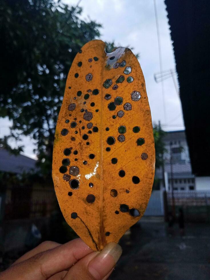 Yellow guava leaves with lots of holes in a very aesthetic style photo