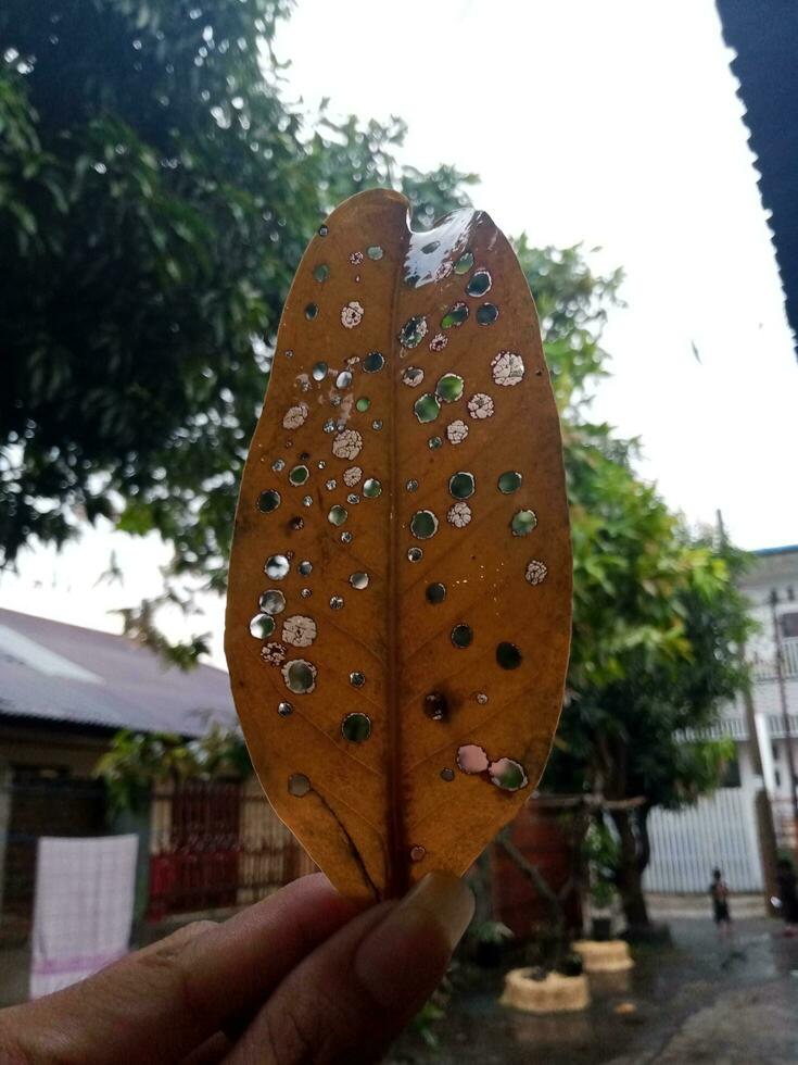 Yellow guava leaves with lots of holes in a very aesthetic style photo