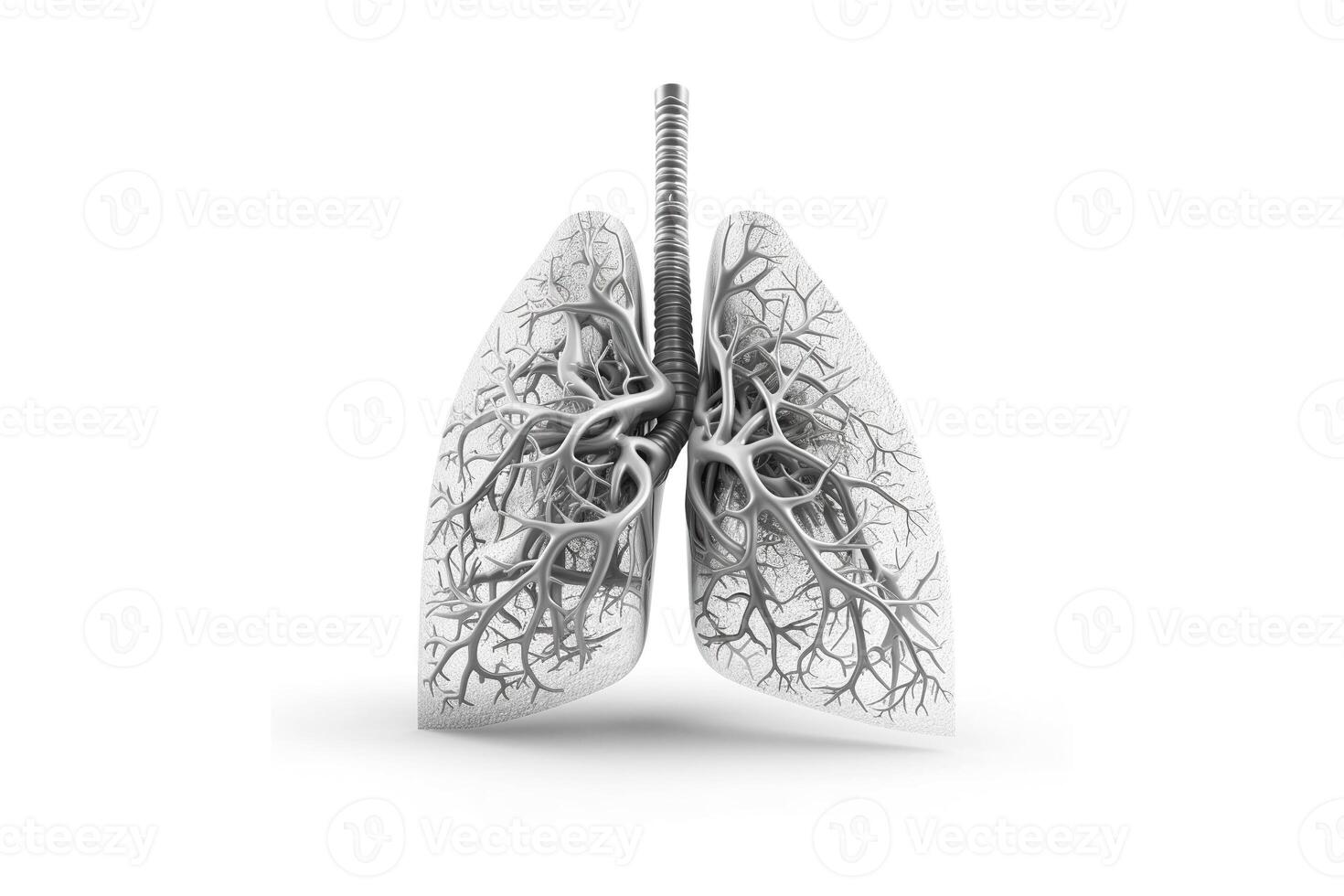 lungs with a white background. photo