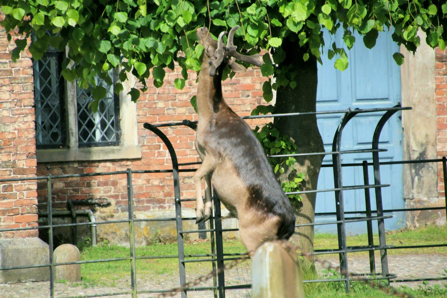 A view of a Fallow Deer in the Cheshire Countryside photo