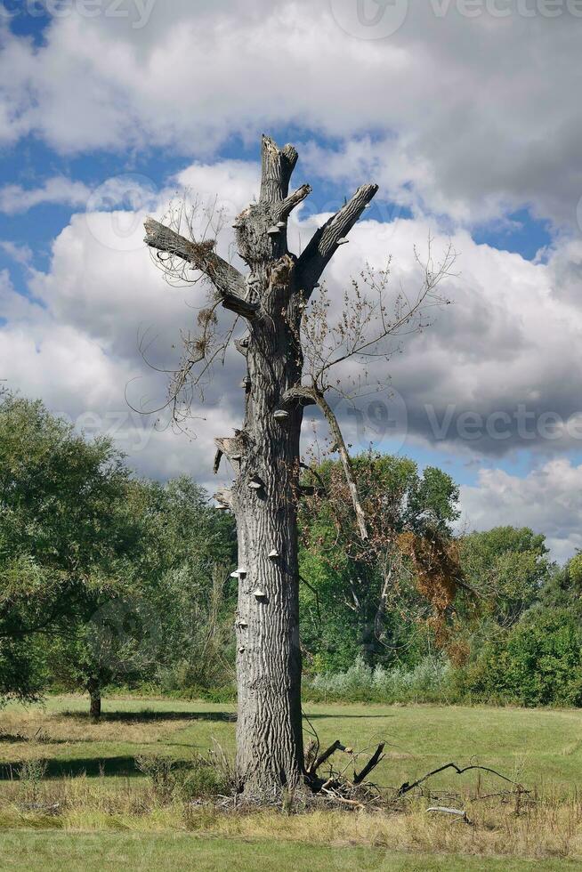 Urdenbacher Kaempe Nature Reserve,Rhine River floodplain,old Rhine area,Duesseldorf-Urdenbach,Germany photo