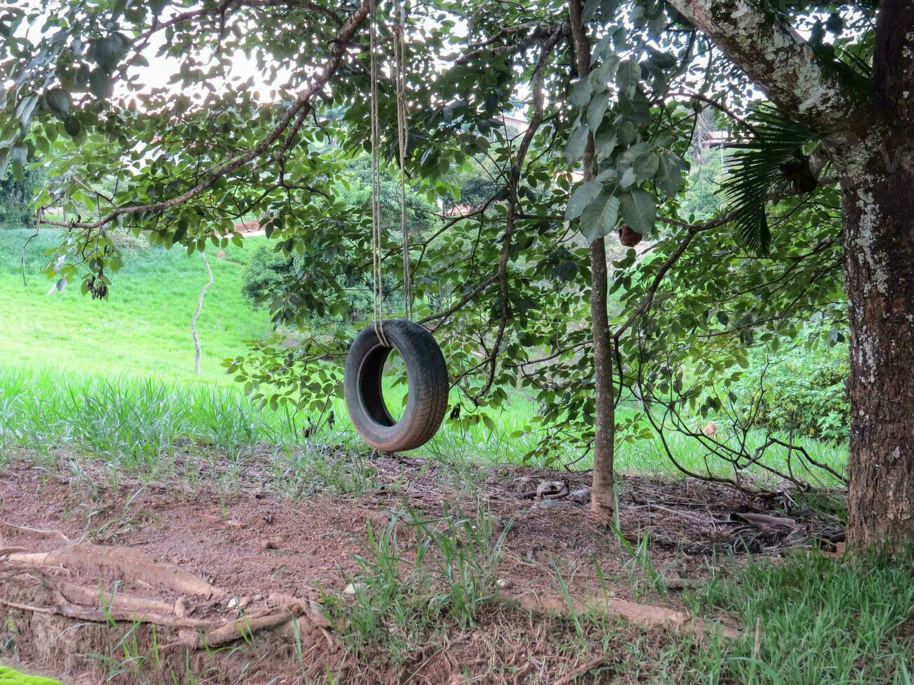 Rustic and improvised children's swing with old tire, under the shade of a tree. photo