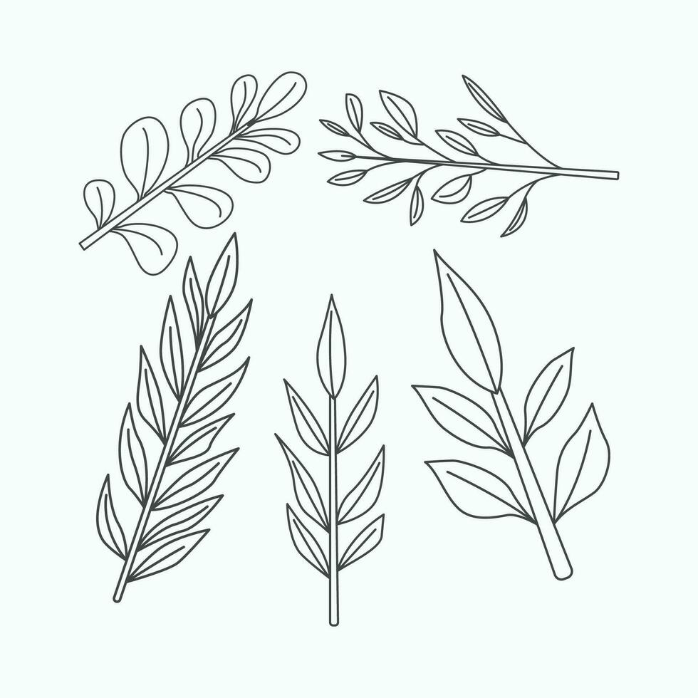 Eucalyptus leaves and twigs. Vector illustration.