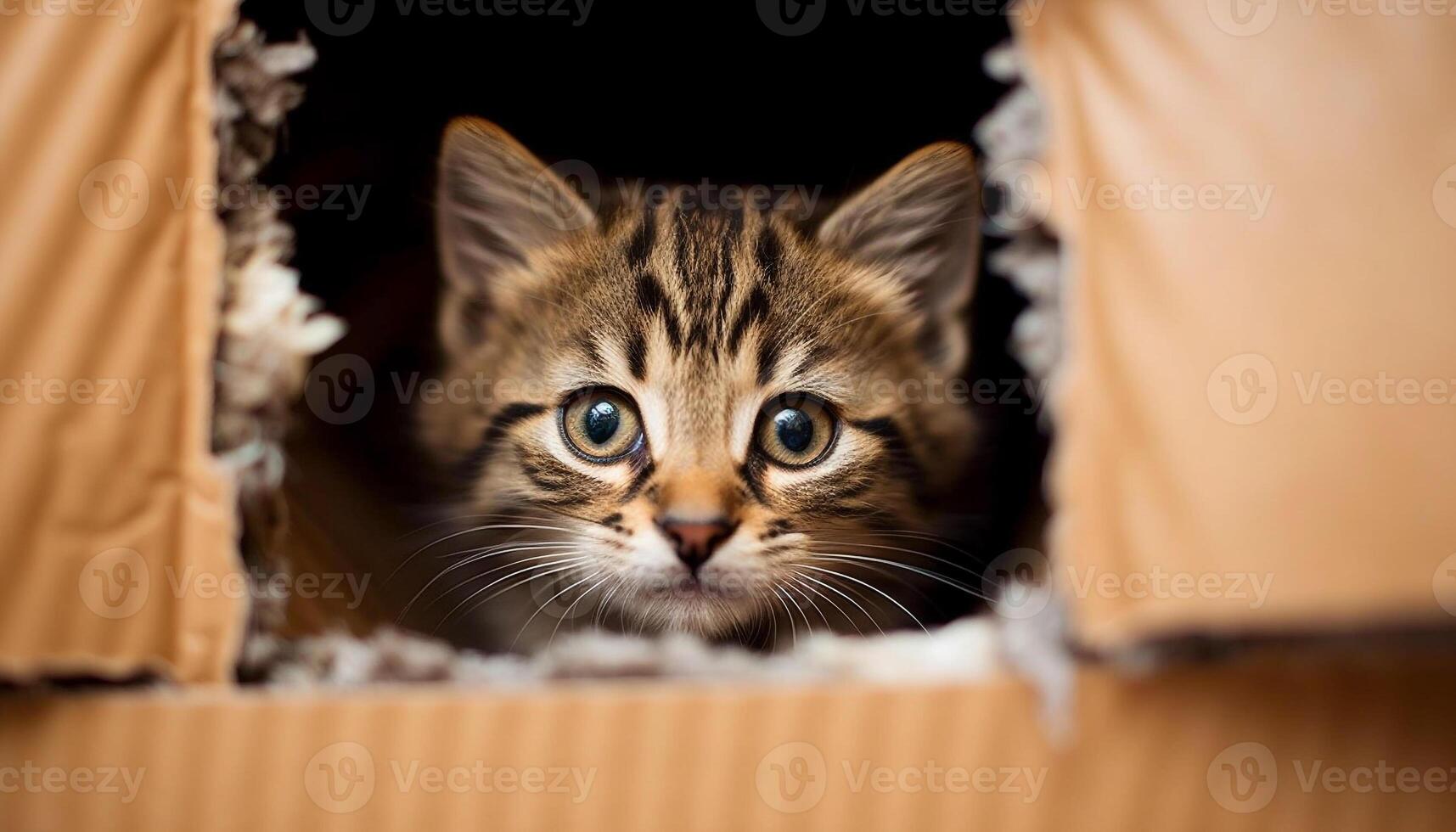 Cute kitten hiding in box, peeking with curious eyes generated by AI photo