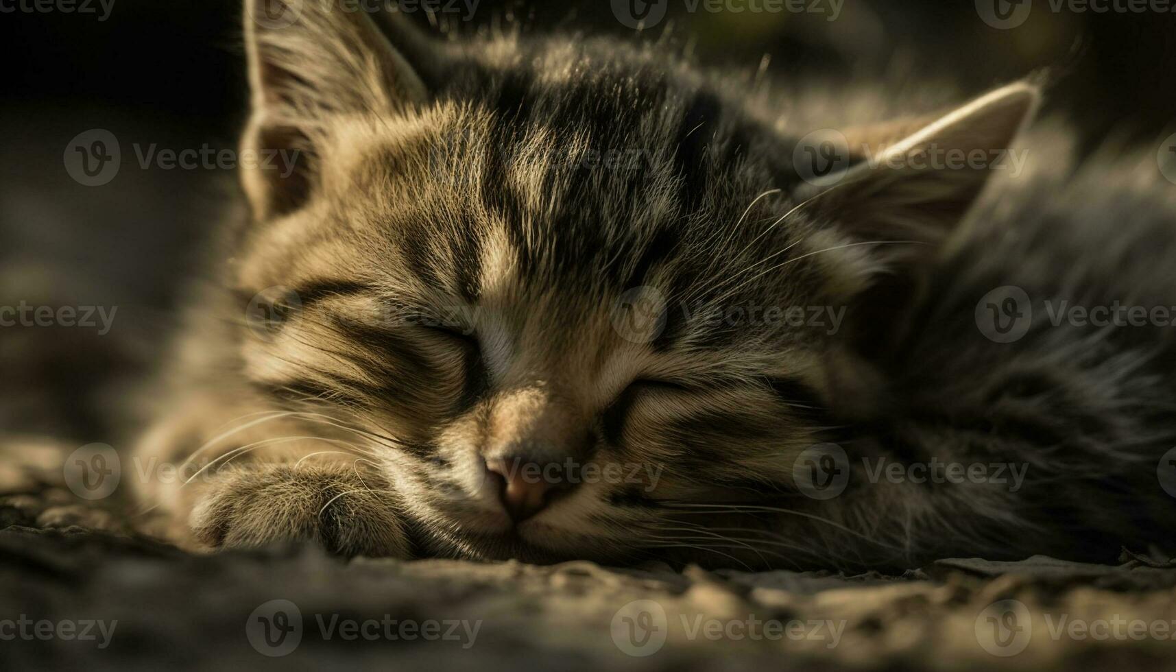 Cute kitten resting, staring, fluffy fur, playful, sleepy, close up generated by AI photo