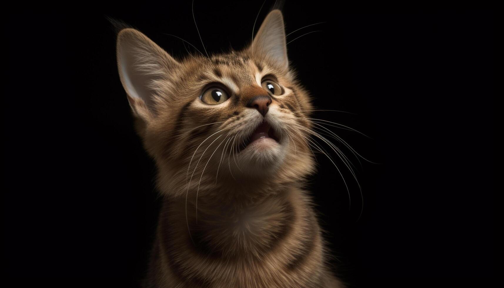 Cute kitten with striped fur, staring at camera, black background generated by AI photo