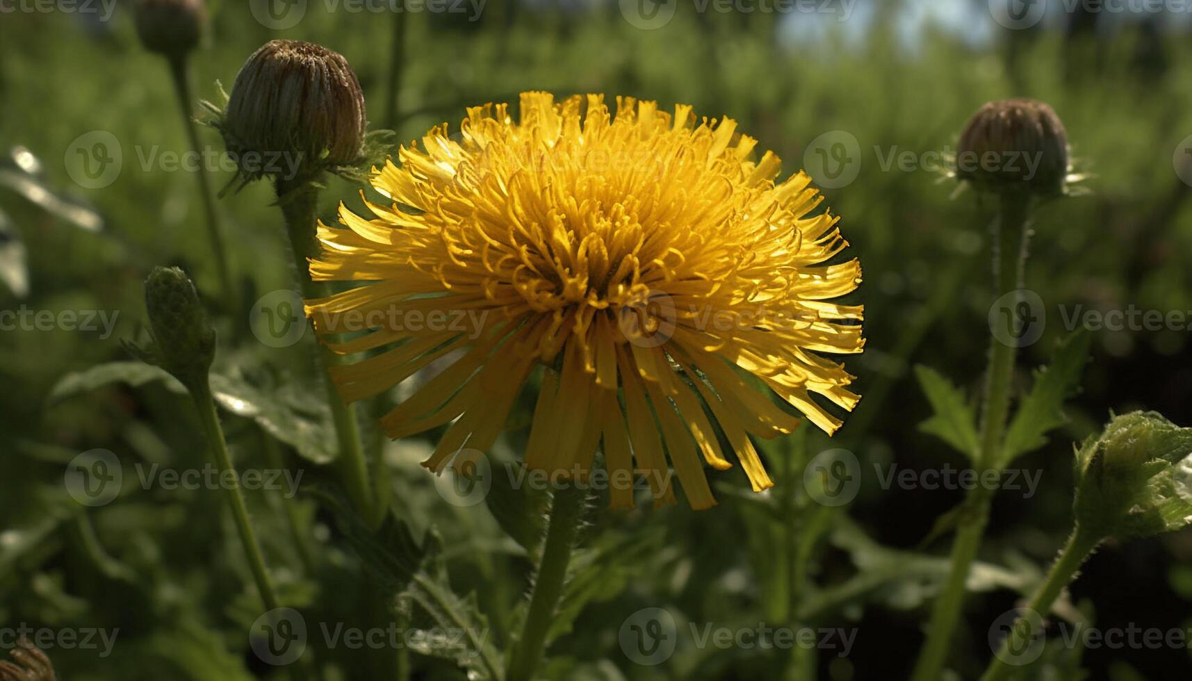 A vibrant meadow of yellow dandelions, a summer floral beauty generated by AI photo