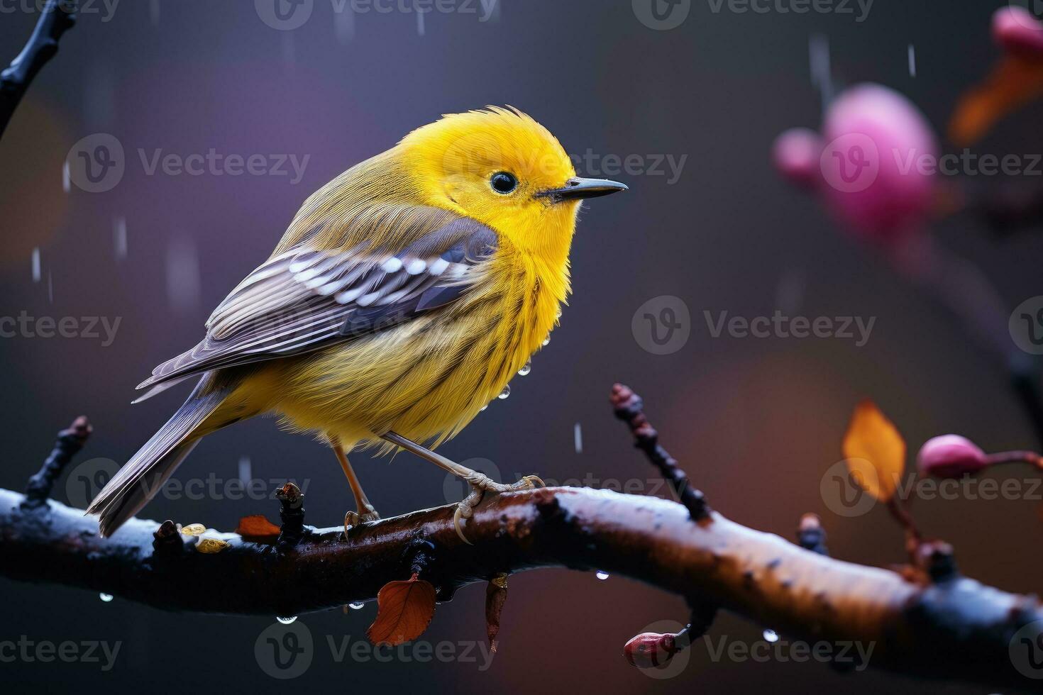 Beautiful yellow and blue bird on a branch of a blossoming tree photo