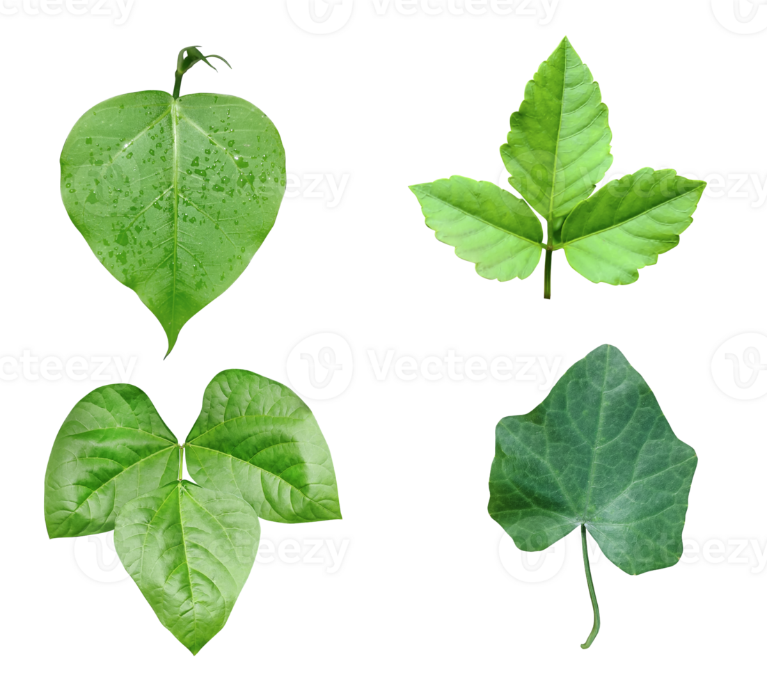 four different types of leaves on a png transparent background, Green leaves Bundle on white background, leaf isolated set, green leaf plant eco nature tree branch isolated