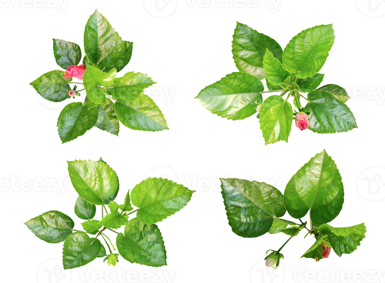 four different types of leaves on a  png transparent background, Green leaves Bundle on white background, leaf isolated set, green leaf plant eco nature tree branch isolated