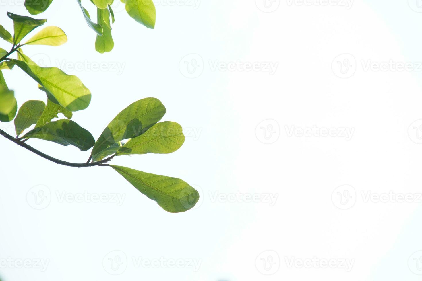Green leaves on a white background Easy to use photo
