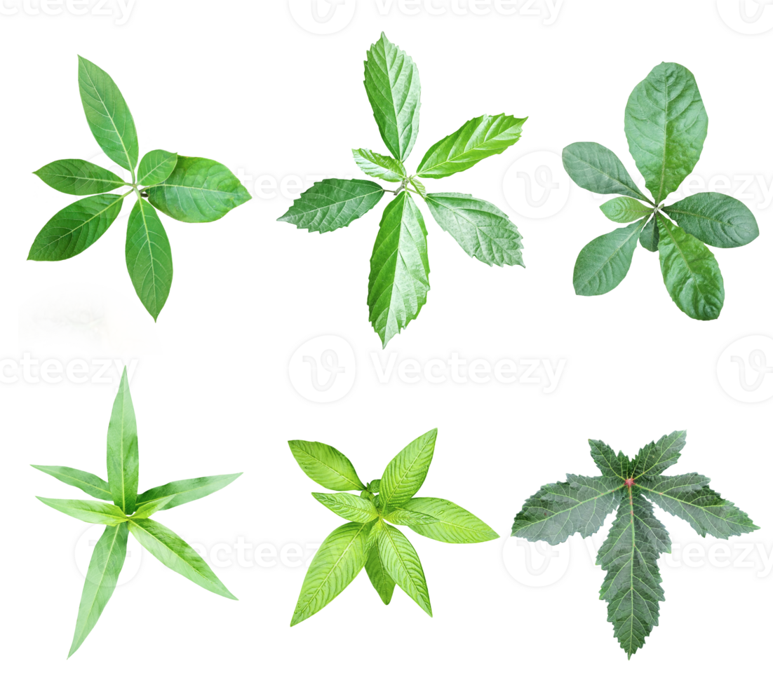 four different types of leaves on a png transparent background, Green leaves png background, leaf isolated set, green leaf plant eco nature tree branch isolated