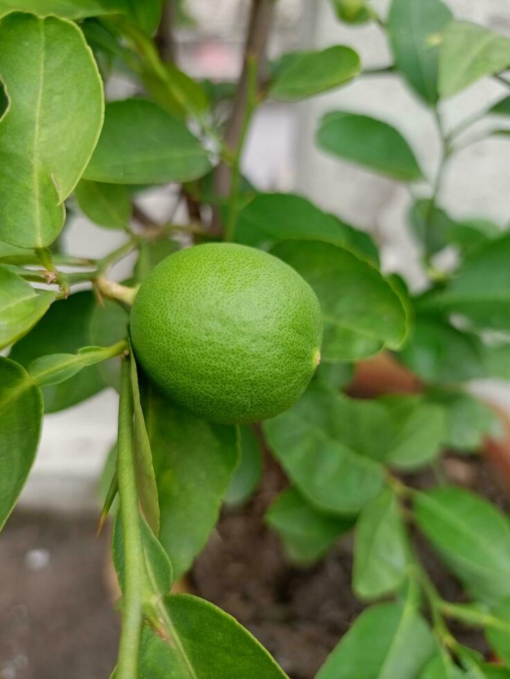 Lemom tree with green leaves. photo