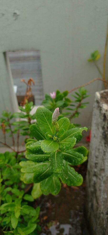 A beautiful view of natural flower with green leaves. photo