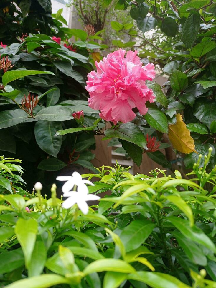 Beautiful flowers garden with another flower and green leaves. photo