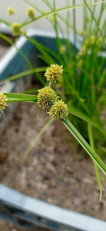 A view of grass flowers with green leaves. photo