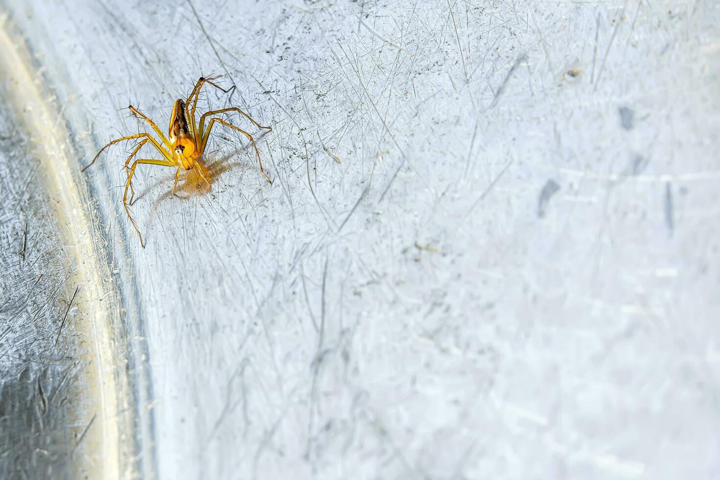 un pequeño araña ese vive en el césped en el metal suelo. foto