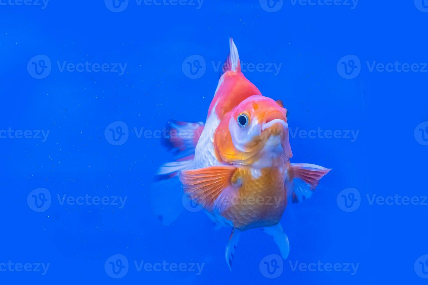 Goldfish in the cabinet photo