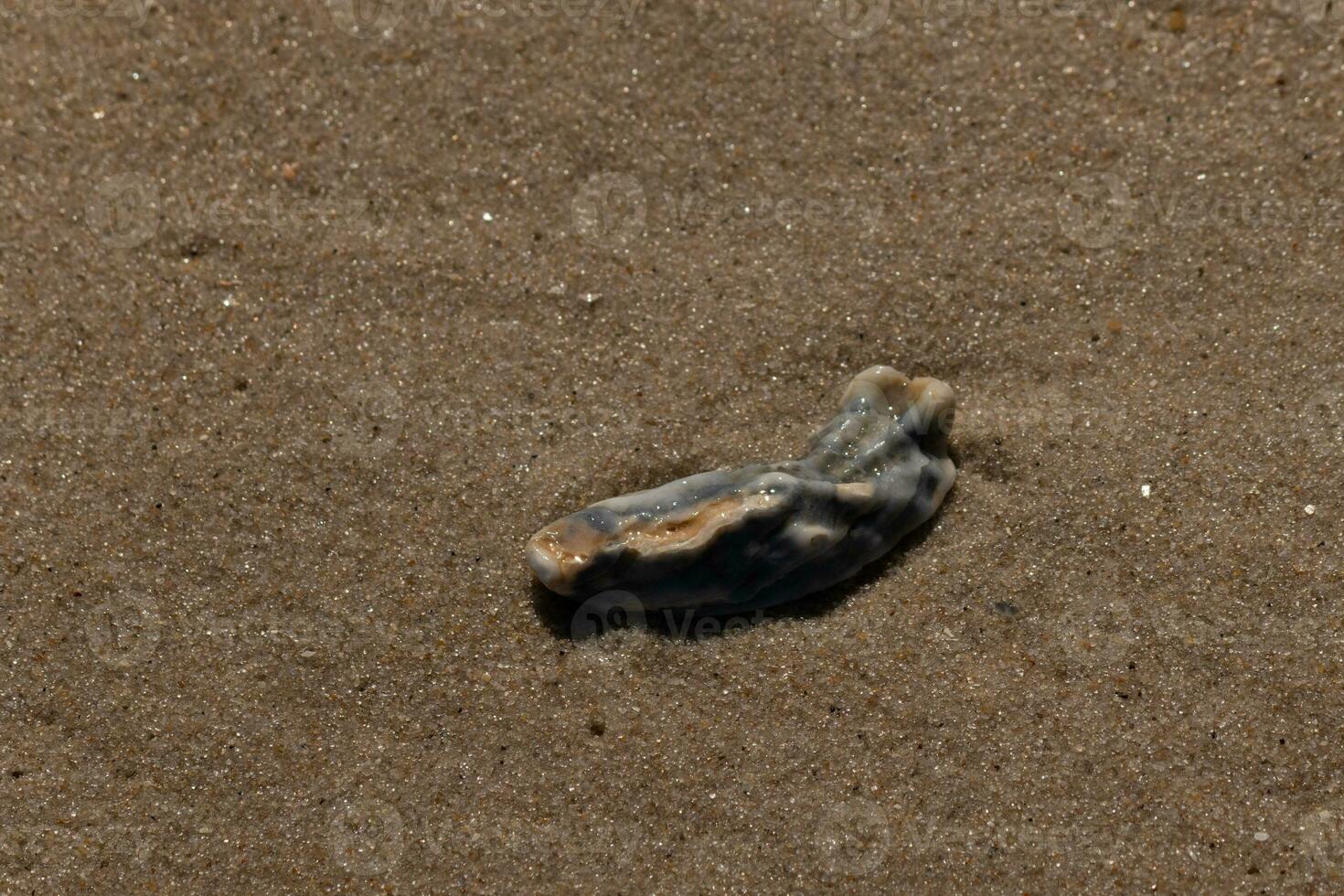 This blue oyster shell was sitting in the sand, having been brought in by the surf. The brown grains of sand all around. The seashell looking glossy from still being wet. photo