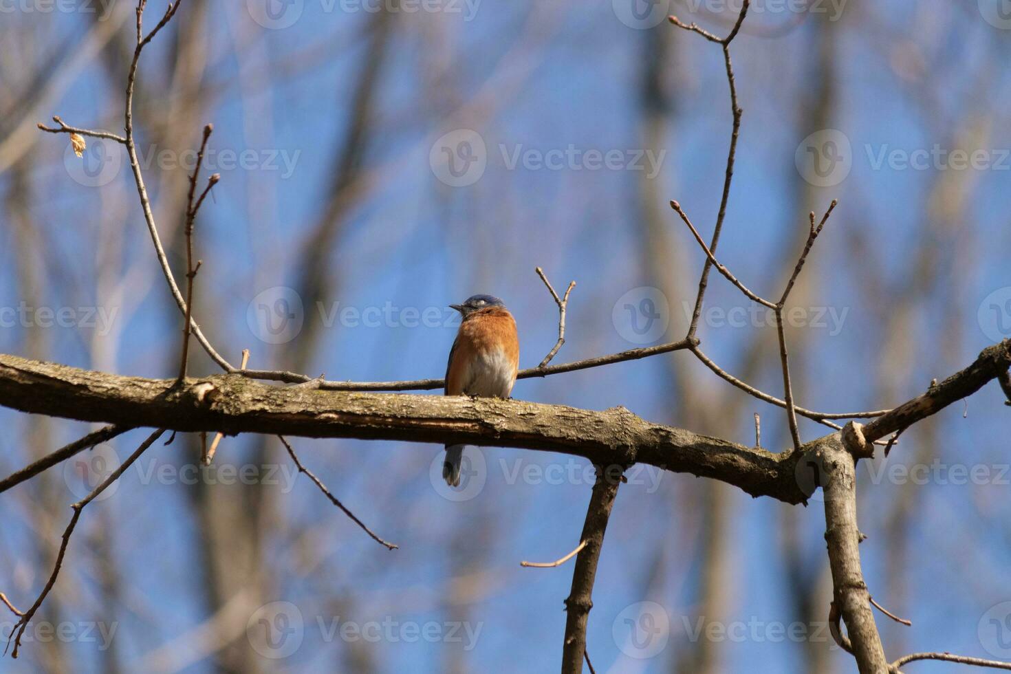 Cute little bluebird sat perched on this tree branch to look around for food. His rusty orange belly with a white patch stands out from the blue on his head. These little avian feels safe up here. photo
