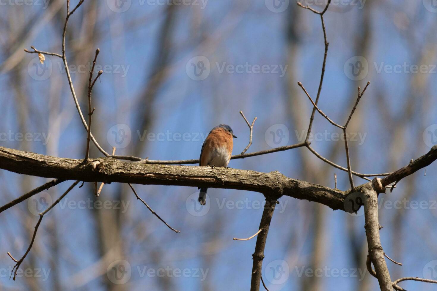 Cute little bluebird sat perched on this tree branch to look around for food. His rusty orange belly with a white patch stands out from the blue on his head. These little avian feels safe up here. photo