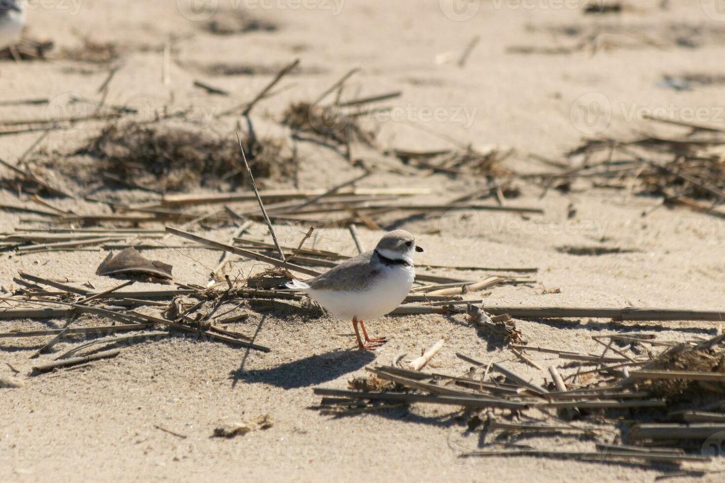 esta linda pequeño tubería chorlito estaba visto aquí en el playa cuando yo tomó esta fotografía. esta aves playeras es entonces minúsculo y búsquedas el arena para comida lavado arriba por el navegar. yo amor el anillo alrededor su cuello. foto