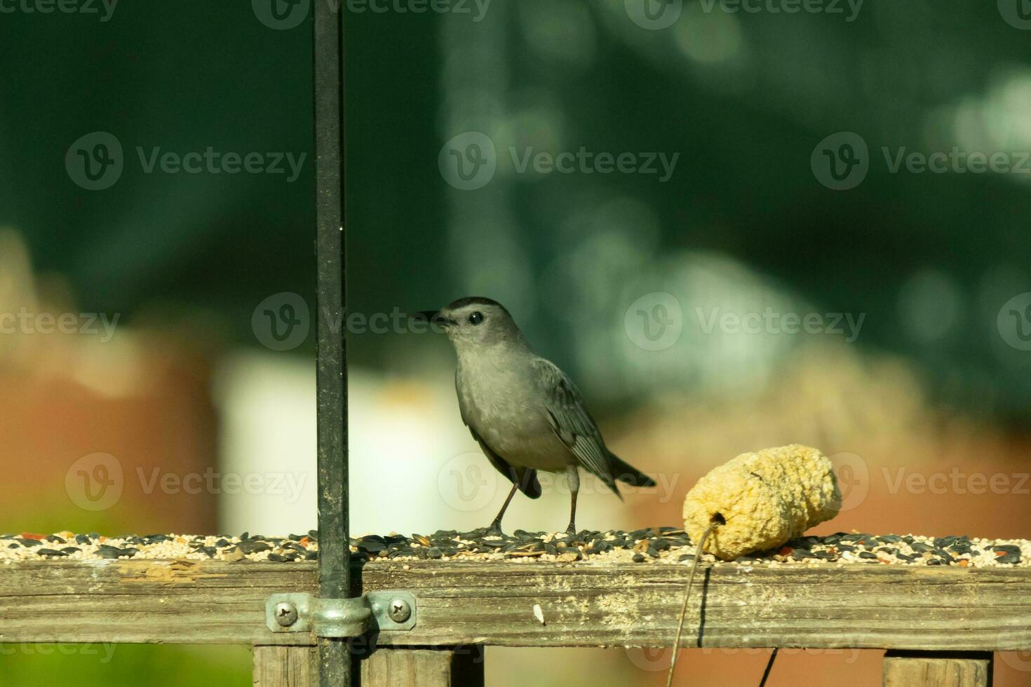 This cute little catbird was perched on the wooden railing of my deck when I took this picture. The little bird was around birdseed and came out for some food. I love his cute little grey body. photo