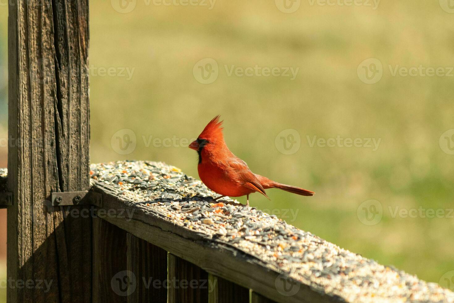 This beautiful red cardinal came out to the brown wooden railing of the deck for food. His beautiful mohawk standing straight up with his black mask. This little avian is surrounded by birdseed. photo