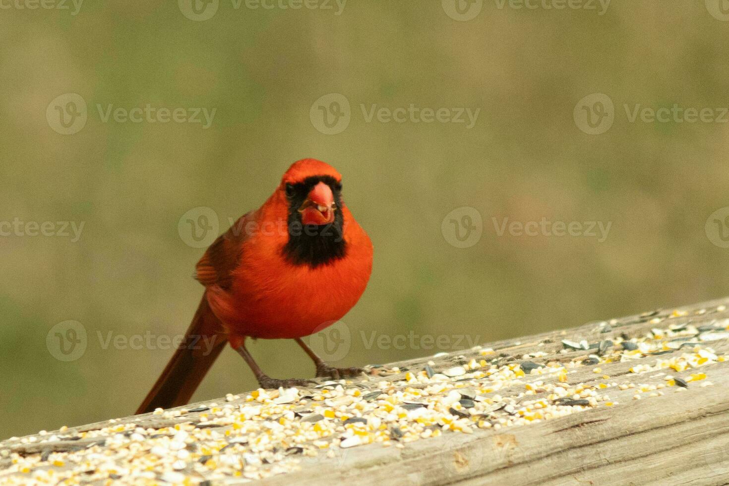 esta hermosa rojo cardenal llegó fuera a el marrón de madera barandilla de el cubierta para alimento. su pequeño mohawk empujado abajo con su negro mascarilla. esta pequeño aviar es rodeado por alpiste. foto