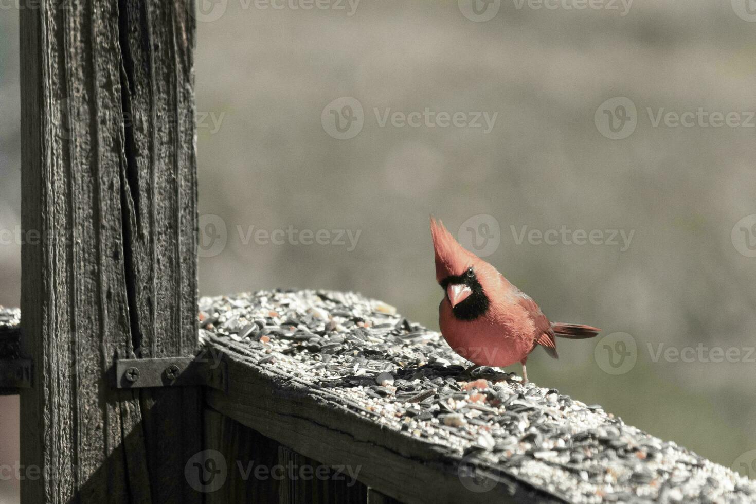 This beautiful red cardinal came out to the brown wooden railing of the deck for food. His beautiful mohawk standing straight up with his black mask. This little avian is surrounded by birdseed. photo