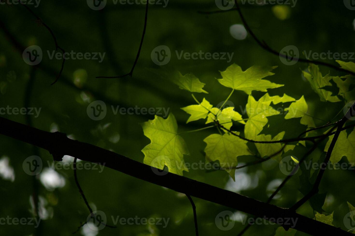 These are the leaves of the sugar maple, which were hanging in the forest. The sunlight reflecting off almost makes them look like they are glowing. The creases in the leaf are actually veins. photo