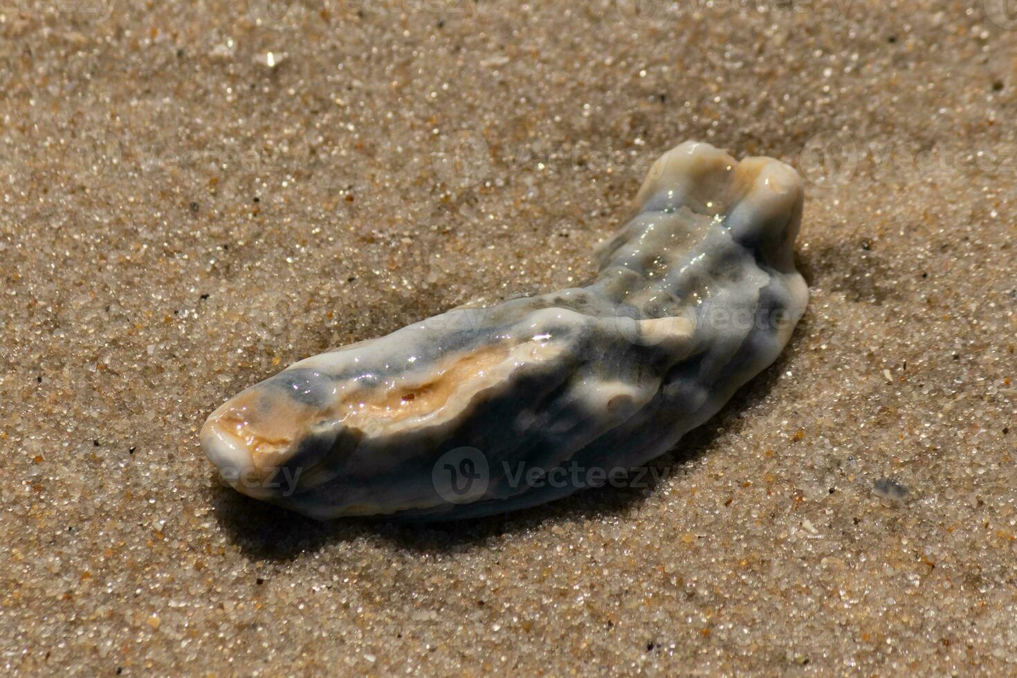 This blue oyster shell was sitting in the sand, having been brought in by the surf. The brown grains of sand all around. The seashell looking glossy from still being wet. photo