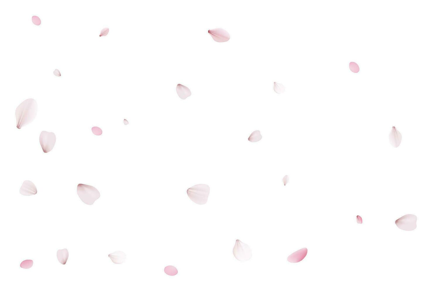 Sakura petals. Realistic vector illustration.