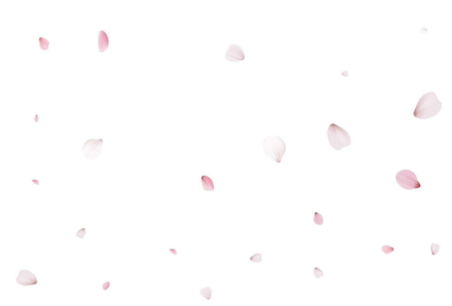 Sakura petals. Realistic vector illustration.