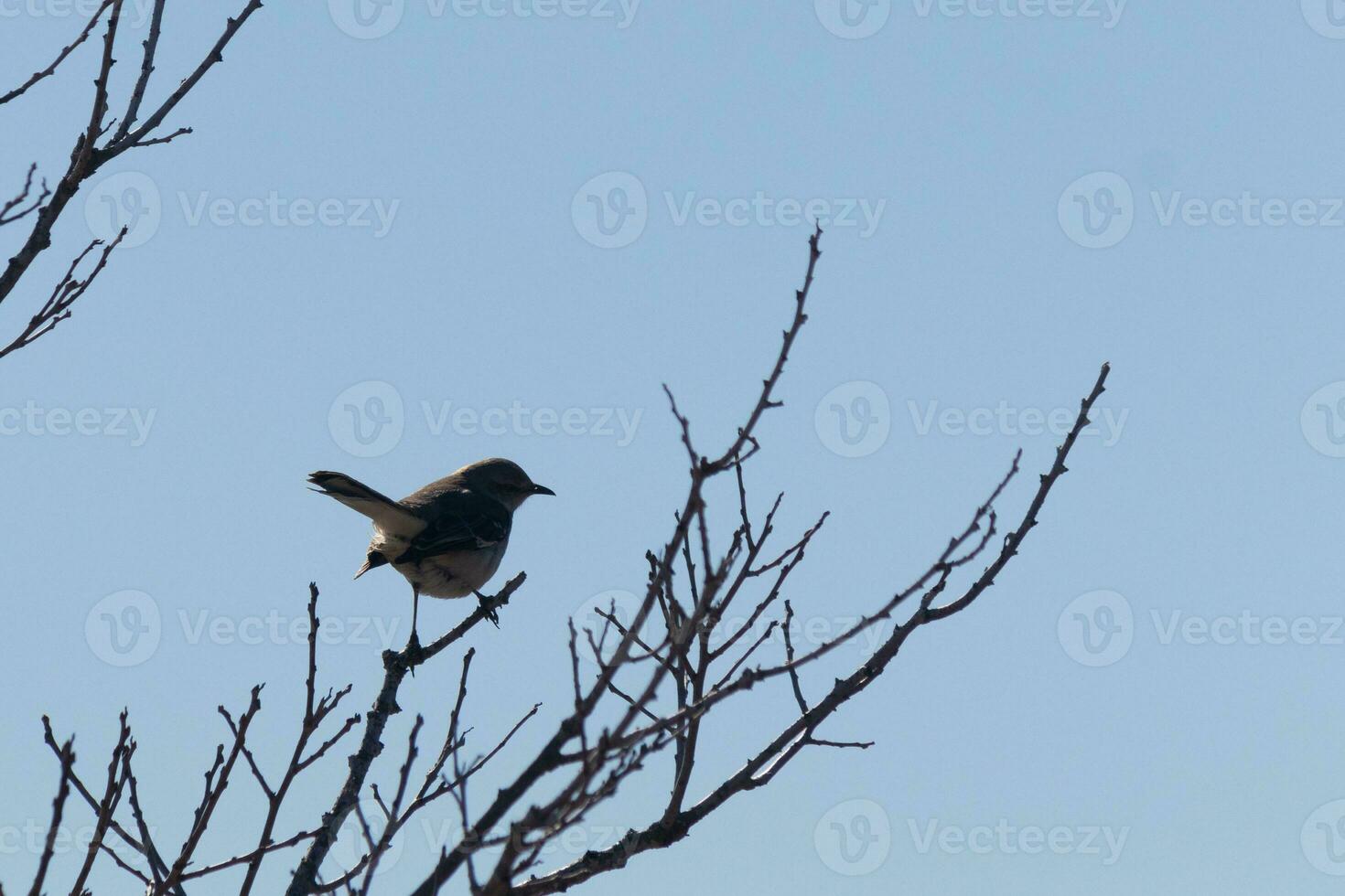 This cute little mockingbird sat posing in the tree when I took the picture. The branches he sat in did not have any leaves to hide him. The Winter season is just ending and Spring is arriving. photo