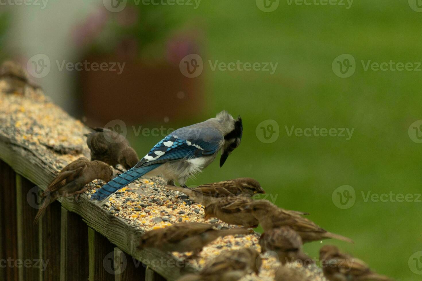 azul arrendajo en el de madera barandilla unión el pequeño gorriones para algunos alpiste. esta azul, gris, y blanco pájaro soportes fuera desde el marrón unos. foto