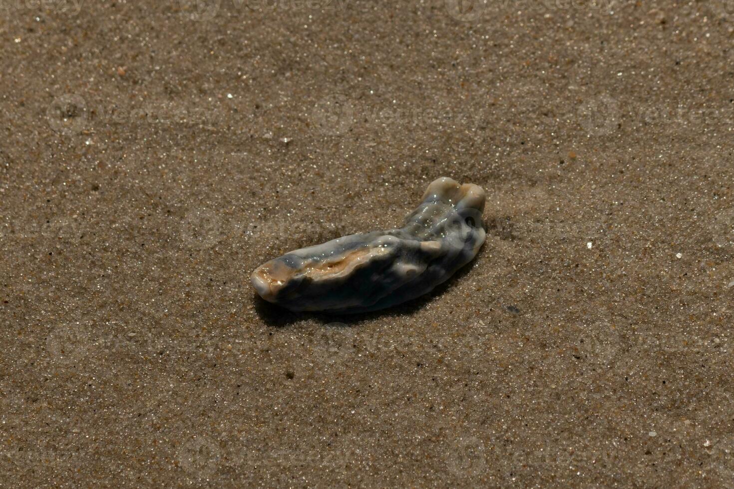 This blue oyster shell was sitting in the sand, having been brought in by the surf. The brown grains of sand all around. The seashell looking glossy from still being wet. photo