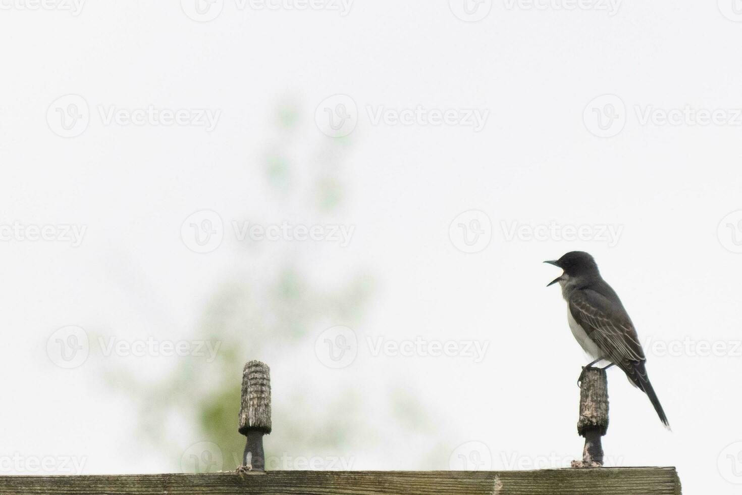 This eastern kingbird was perched on top of this post. They are a species of tyrant flycatchers. His beak open. His grey feathers looking pretty against the shite belly. This seen against a white sky. photo