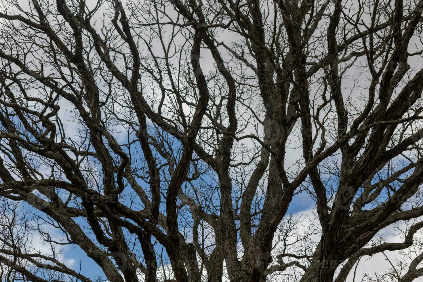 Bare branches of a tree reaching out. The long limbs are without leaves due to the Fall season. Looking like tentacles or a skeletal structure. The blue sky can be seen in the back with white clouds. photo