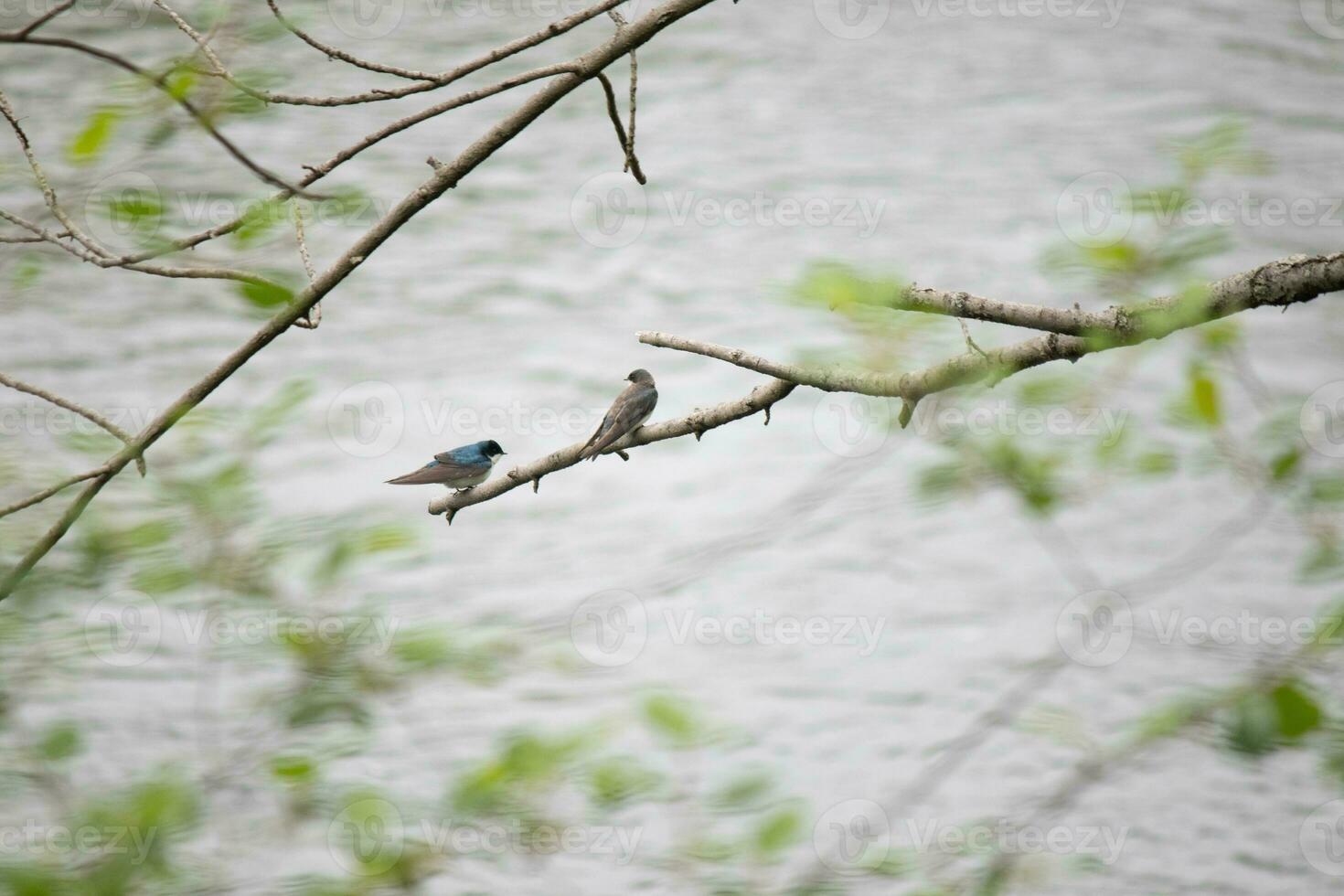 These two cute tree swallows were sitting in the branch over top of a river. The bright blue bird is the male. The brown one is a female. These two are relaxing while waiting for insects to eat. photo