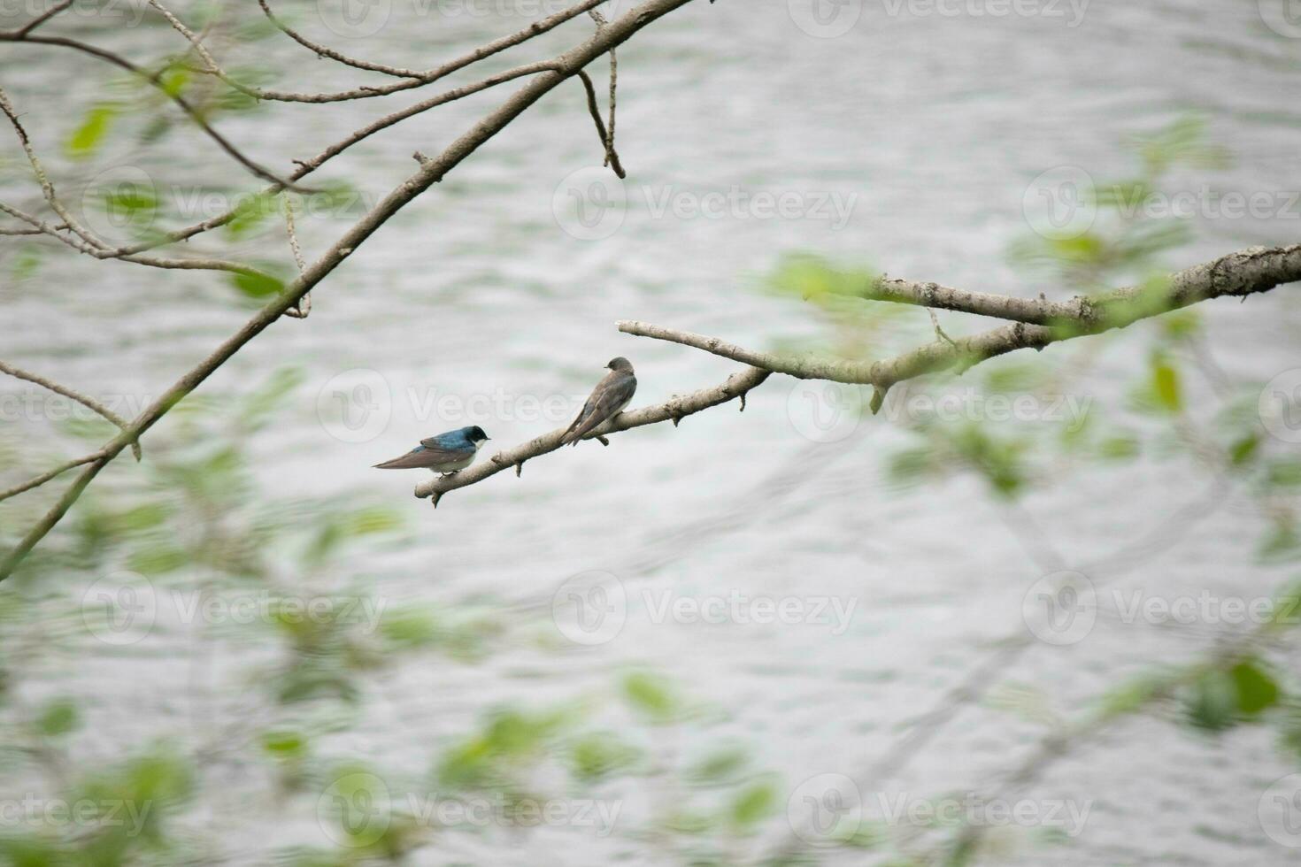 estos dos linda árbol golondrinas fueron sentado en el rama terminado parte superior de un río. el brillante azul pájaro es el masculino. el marrón uno es un femenino. estos dos son relajante mientras esperando para insectos a comer. foto