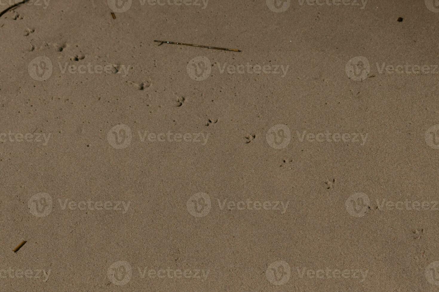yo amado estos pistas de huellas en el arena. estos son el pasos ese un aves playeras tomó a través de el playa. su pequeño pies haciendo un camino en el arena a espectáculo el dirección ellos son yendo. foto
