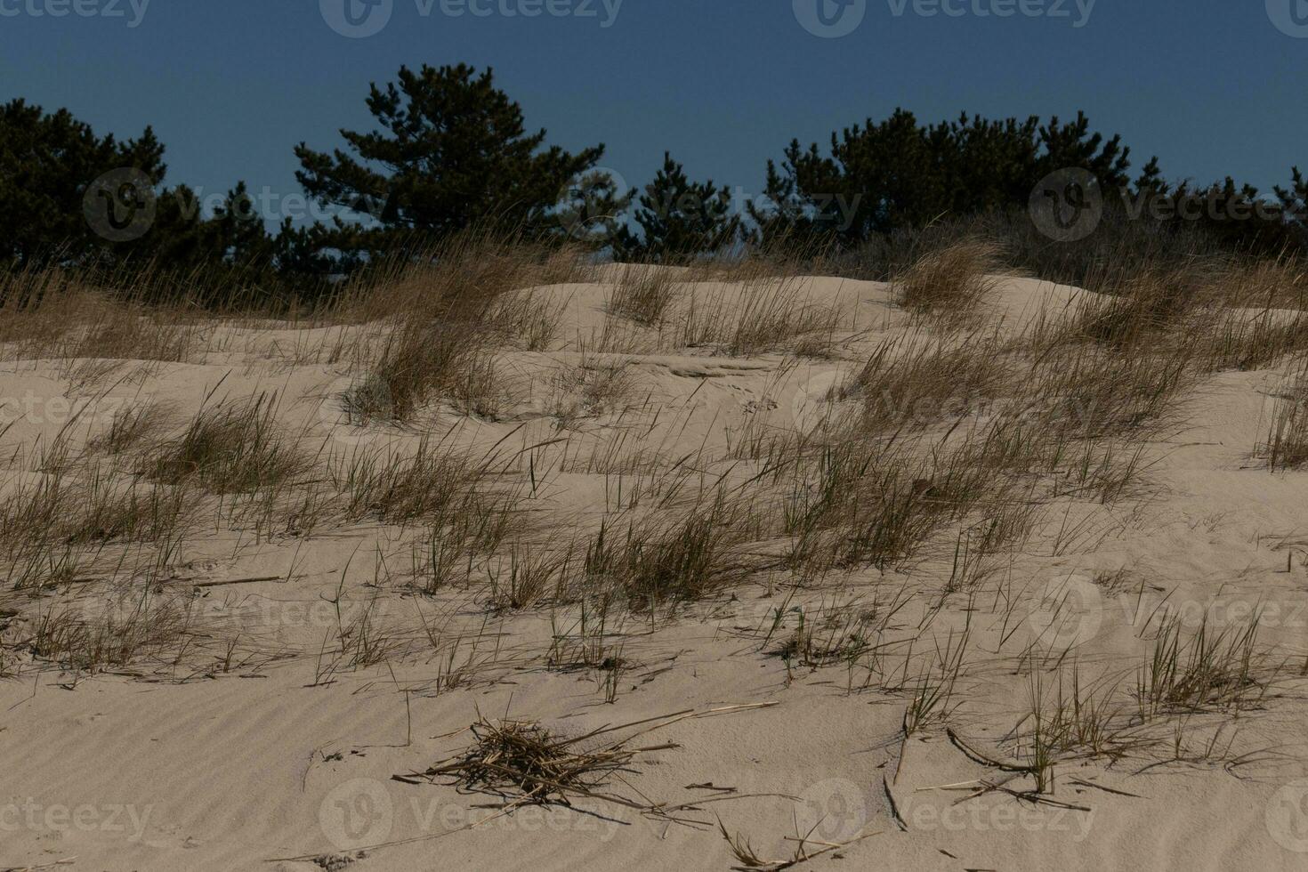 This beautiful tall grass stands here blowing in the breeze. This is part of the dune of Sunset Beach in Cape May New Jersey. The green vegetation to help from erosion. The brown sand all around. photo