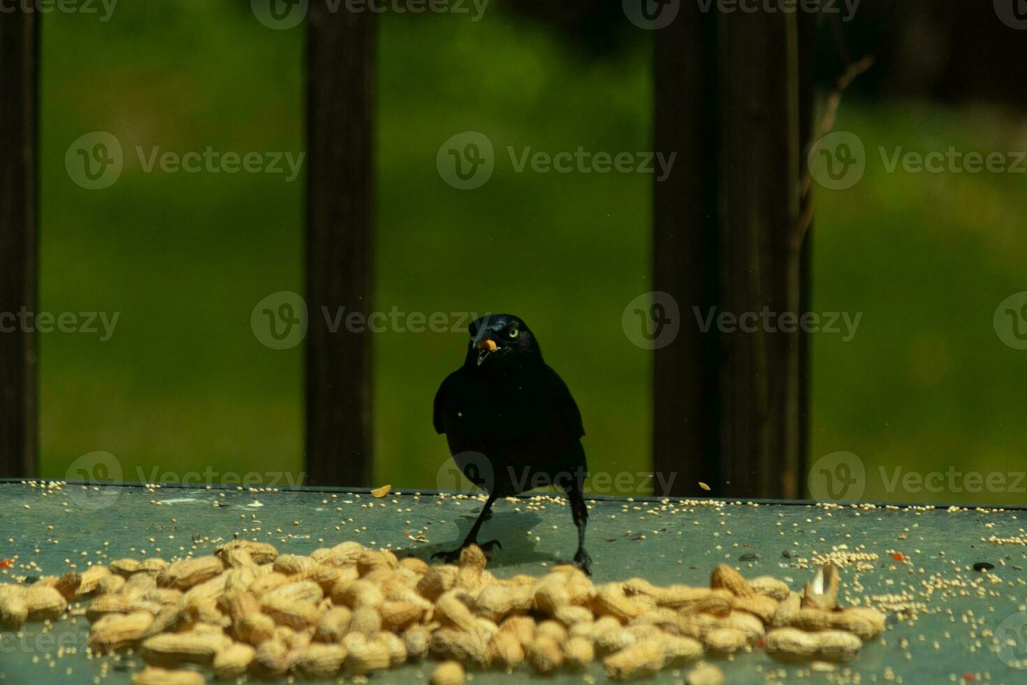 This pretty grackle bird came to the glass table for some peanuts. I love this bird's shiny feathers with blue and purple sometimes seen in the plumage. The menacing yellow eyes seem to glow. photo