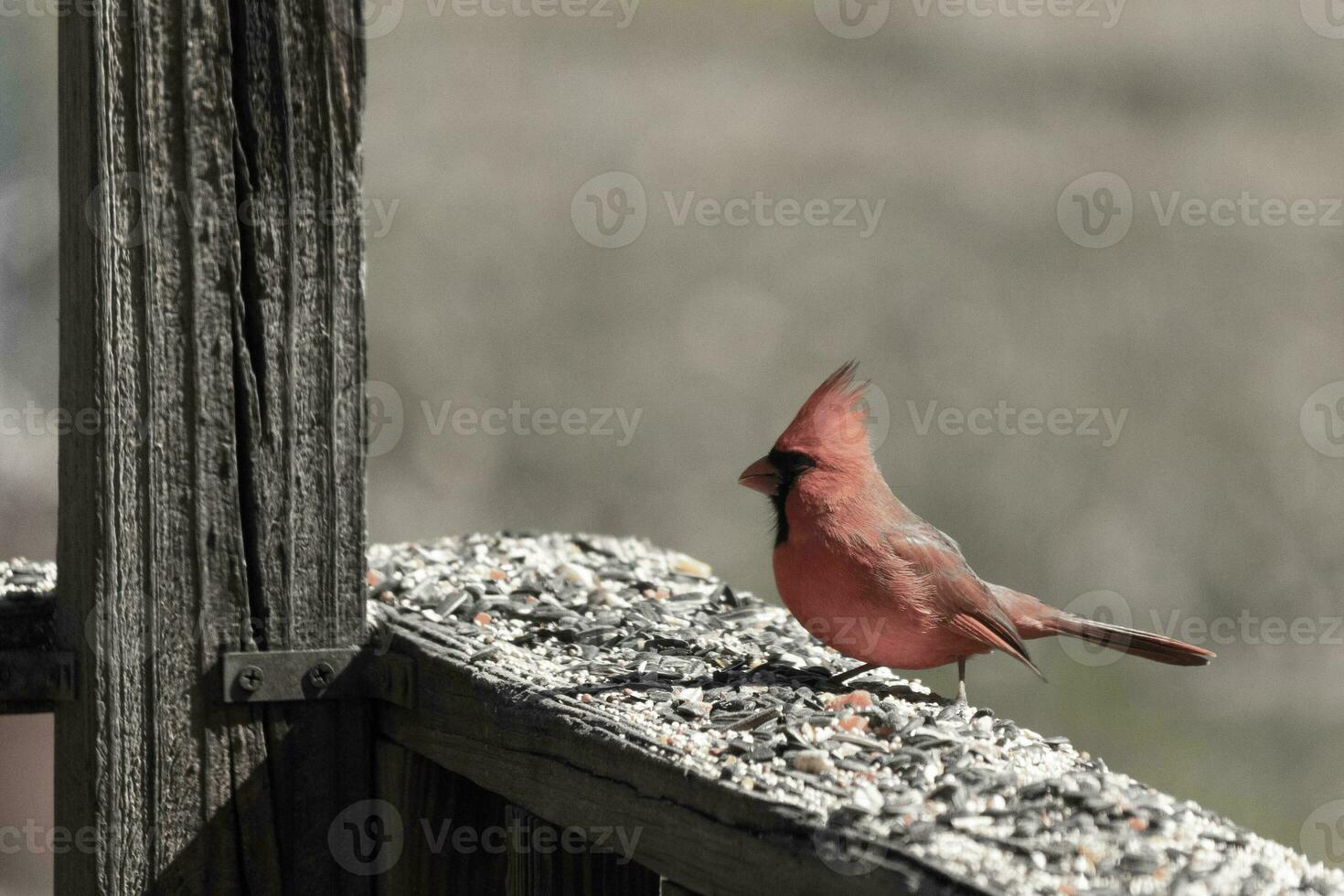 This beautiful red cardinal came out to the brown wooden railing of the deck for food. His beautiful mohawk standing straight up with his black mask. This little avian is surrounded by birdseed. photo