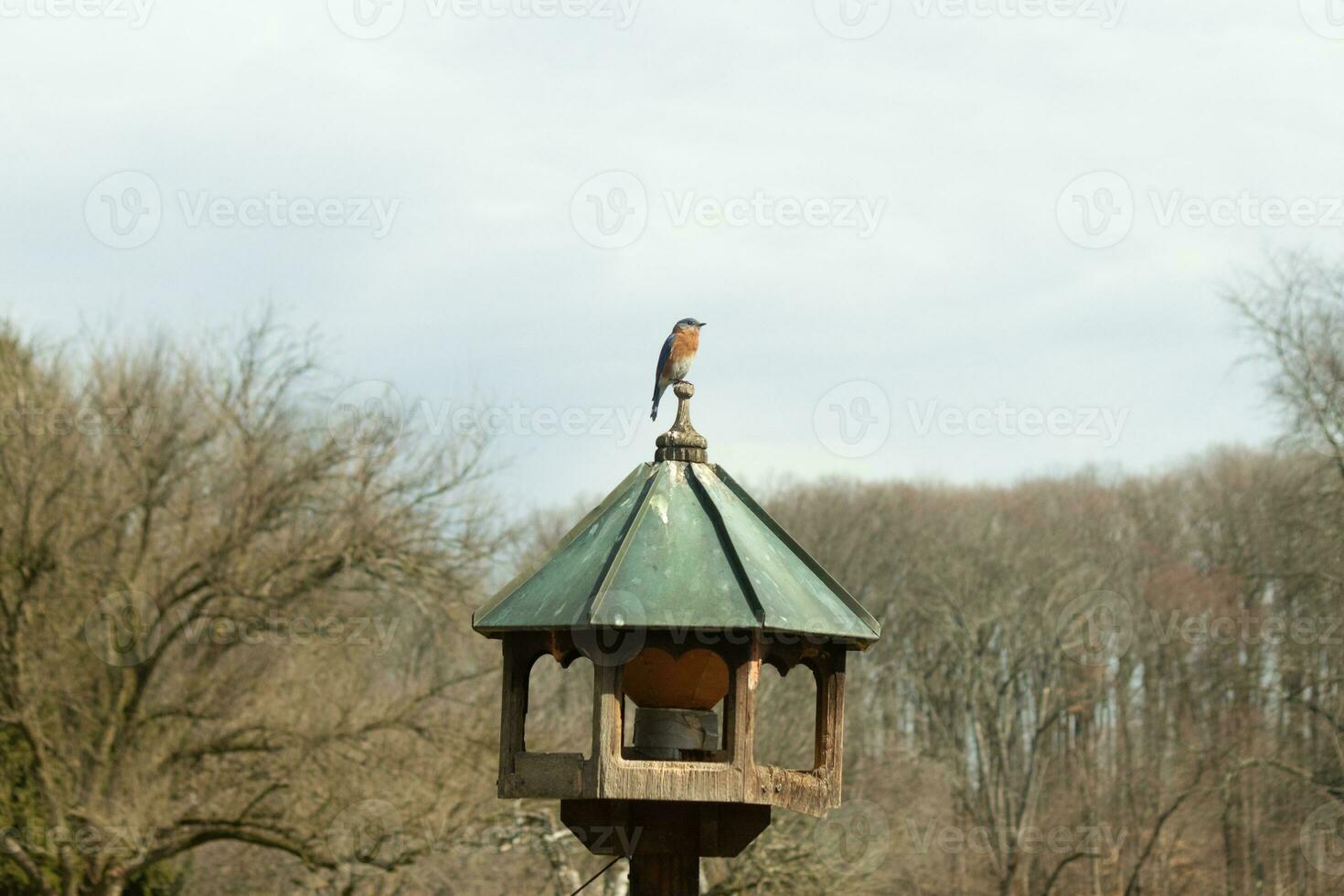 Cute little bluebird came out to visit the wooden birdfeeder. His rusty orange belly with a white patch stands out from his blue head. His dark eyes look across the way. This little avian is posing. photo