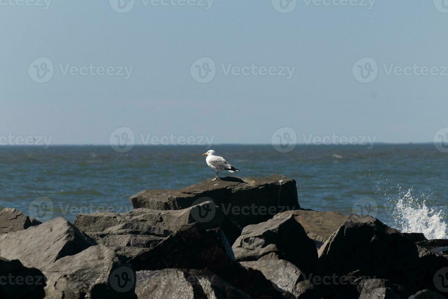 esta majestuoso mirando de pico anillado Gaviota estaba en pie en el embarcadero a el hora yo Mira esta fotografía. esta aves playeras es qué usted visualizar cuando yendo a el playa. el bonito gris y blanco plumas. foto