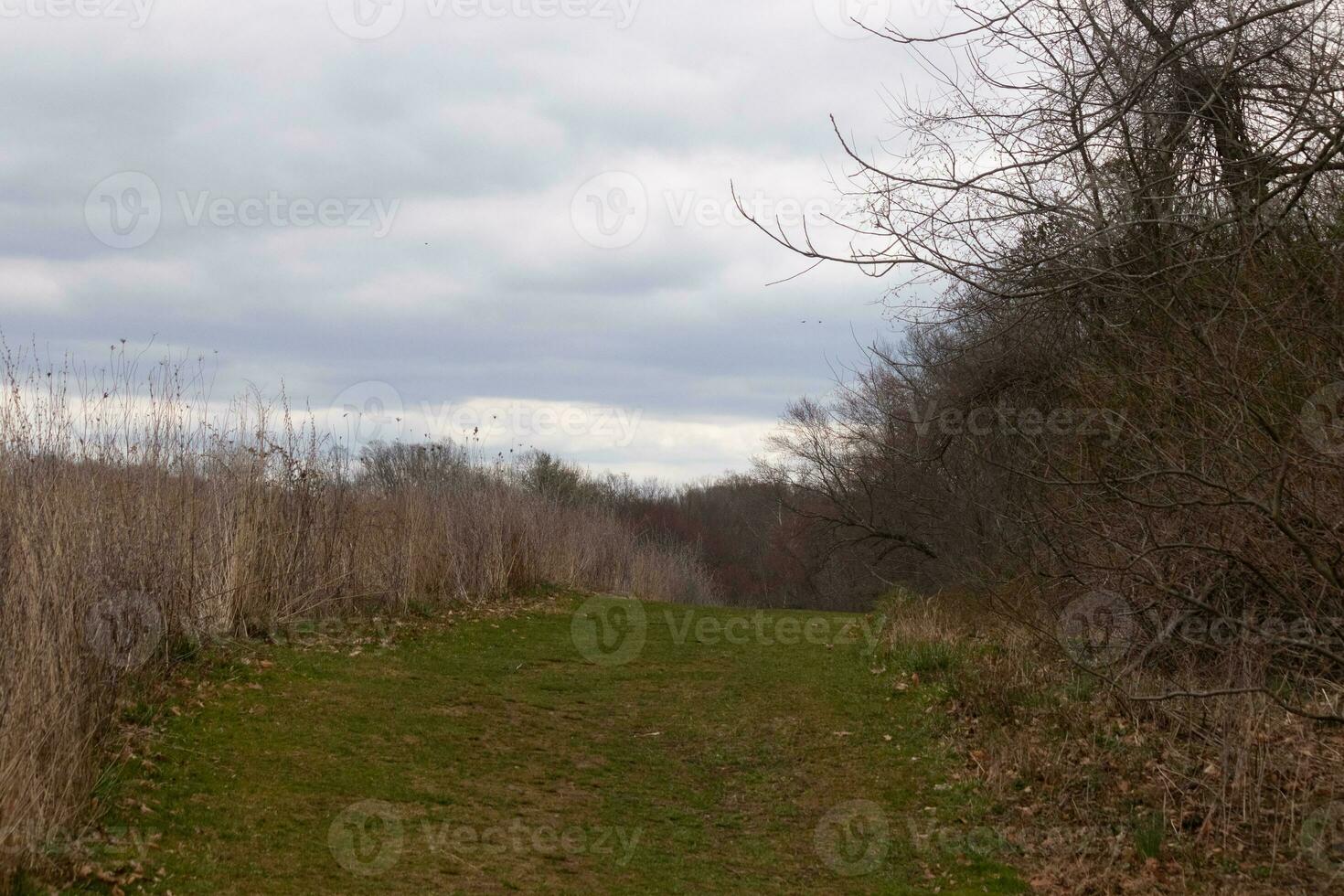 This beautiful walking path was cut through the field. The green, well-manicured lawn standing out among all the brown tall grass. This trail heads through a nature preserved around a wooded area. photo